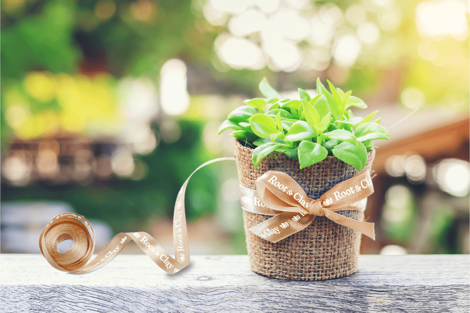 Plant pot with Root & Clay ribbon.