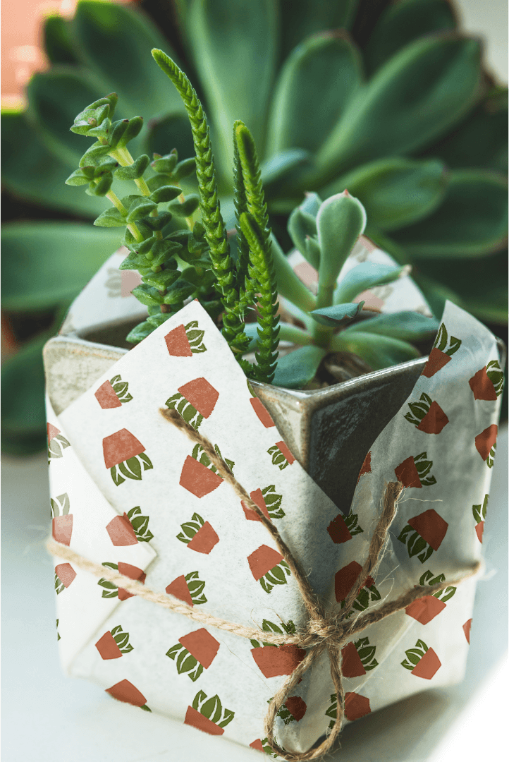 Wrapped plant with Root & Clay branding.
